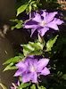 Purple Clematis